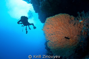 Diver and gorgonia by Kirill Zinovyev 